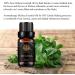 Aromatherapy Melissa Essential Oil for Diffuser 100% Pure Melissa Essential Oil for Massage Therapeutic Grade Melissa Essential Oil for Humidifier - Buy Online on SooperMarket.com
