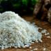Vialone Nano Rice 1kg - Authentic Italian IGP Rice for Risotto | Medium Grain Grazia Artisan Rice - Buy Online on SooperMarket.com