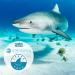 STREAM 2 SEA Squalane Olive Based Face Moisturizer | Reef Safe Shark Free Vitamin E Infused Biodegradable Skin & Hair Care - 2 Fl Oz - Buy Online on SooperMarket.com