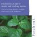Buy Pure Patchouli Essential Oil 10ml - Premium Quality Natural Aromatherapy International Shipping Available - Buy Online on SooperMarket.com