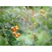 Organic Golden Berries 1lb | Non-GMO Dried Whole Berries | Unsweetened & Sulfite-Free | Kosher & Vegan | Vitamin A-Rich Snack for Baked Goods & Granola - Buy Online on SooperMarket.com