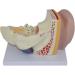 Human Ear Anatomy Model Zoom Model Removable Ear Structure Model Inner Ear Labyrinth Medical - Buy Online on SooperMarket.com