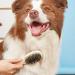 Double Sided Wooden Dog Brush for Grooming & Cleaning | 2-in-1 Pin & Bristle Soft Pet Hair Brush for Dogs & Cats | Long or Short Haired | Eco-Friendly - Buy Online on SooperMarket.com