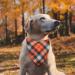SLSON 14 Pack Dog Bandanas Plaid Dog Scarf Washable Triangle Pet Bibs Kerchief for Puppy Small Dog and Medium Dog Cat Pets - Buy Online on SooperMarket.com