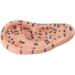 Buy 17cm Ear Acupuncture Point Model - Large Reflexology Learning Display for International Shipping - Buy Online on SooperMarket.com