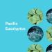 Everyone Pacific Eucalyptus 3-in-1 Soap - 32 oz | Natural Eco-Friendly Body Cleanser for All Skin Types | Shop Internationally - Buy Online on SooperMarket.com