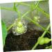 GANAZONO 10 Pcs Vegetable Plastic Fruit Fruits Ginseng Fruit Cucumber Modeling 7.6x5.6cmx2pcs Transparentx2pcs - Buy Online on SooperMarket.com
