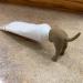 Pooping Dog Butt Toothpaste Topper Pooping Dog Butt Toothpaste Cap Pooping Dog Butt Toothpaste Dispenser Baby Toothpaste Dispenser Toothpaste Topper Dog Pooping Toothpaste Cap Prank Gift - Buy Online on SooperMarket.com