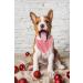 Buy Lionet Paws Red & White Striped Dog Bandana - Triangle Scarf for Stylish Pets - International Shipping Available - Buy Online on SooperMarket.com