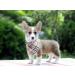 Lionet Paws Dog Bandana | Triangular Headscarf for Small Medium & Large Dogs - Grey (Pack of 1) | International Shipping Available - Buy Online on SooperMarket.com