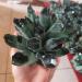 Specimen Natural Green Ghost Phantom Quartz Crystal Cluster Rock Stones and Crystals Reiki Specimen Home Decor 300-800g Stone Home Goods (Size : 500-600g) - Buy Online on SooperMarket.com