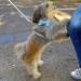 Laika Planet Dog Harness for Small Dogs - Premium Safety & Comfort | 1.5m Leash & Velvet Loop (Size S Blue) - Buy Online on SooperMarket.com