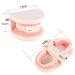 Model Teeth Dental Study - 10x8x7 PVC Teaching Aid for Kids | Learn to Brush Teeth - Buy Online on SooperMarket.com