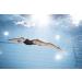 Arena Freeflow Pull Buoy Acid Lime Black - Swim Training Aid - Buy Online on SooperMarket.com