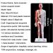 Male Acupuncture and Muscle Model Acupuncture Manikin 85Cm Meridian Anatomy Models with Accurate Lettering of Acupuncture Points for Teaching Training Presentation - Buy Online on SooperMarket.com