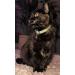Animal Outfitters UK Purrfect Pastel Collection Cat Collar | Mint Silver Bell | Adjustable Breakaway Kitten Collar - Buy Online on SooperMarket.com