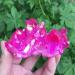 Home Decoration Natural Crystal Red Angel Aura Quartz Cluster specimens Cured Titanium Coating Quartz Cluster Stones kaixun (Size : 110-120g) - Buy Online on SooperMarket.com