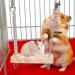 Premium Hamster Swing & Toys | Wooden Hanging Beds for Hamsters Mice Guinea Pigs & Chinchillas - Ideal Pet Accessories - Buy Online on SooperMarket.com