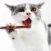 3PCS Natural Catnip Stick Cat Cleaning Teeth Molar Toothpaste Branch Cats Snacks Sticks Supplies Kitten Pet Biting Excitement Stick - Buy Online on SooperMarket.com