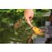 Al-Ko-Te 3-Anniversary Koi Feed Bundle - Premium 3mm & 6mm Floating Pellets for Spring to Autumn - 3kg Pack - Optimize Koi Growth & Health - Buy Online on SooperMarket.com