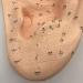 Ear Acupuncture Template Template - Human Giant Ear Acupuncture Template - Chinese Medicine Ear Pattern - Buy Online on SooperMarket.com