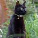 Tagme Personalized Cat Collars - Adjustable Safety Closure Black 2-Pack with Name & Phone Number (18-28 cm) - Buy Online on SooperMarket.com