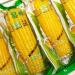 Delicious yellow glutinous corn stick sweet corn fresh corn vegetable snacks nutritious breakfast Coarse grains cereal Dim sum dessert sweets Chinese snack gift pack convenience food (8 bags)