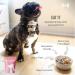 Honest + Good Pets UK's Beef Bone Broth + Pre-biotic | Coat & Digestion Gut Health | Dog & Cat Bone Broth | High in Type I & III Collagen & Fibre | 50 Servings 250g - Buy Online on SooperMarket.com