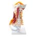 Human Anatomical Model Cervical Vertebra Model Cervical Spine with Neck Artery Occipital Bone Disc and Nerve Modelflexible