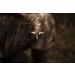 Slick Trick Assailant Hybrid Mechanical Broadhead - Ultimate Precision and Devastating Power - Buy Online on SooperMarket.com
