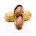 Premium USA Grown Raw Peanuts in Shell for Squirrels - Unsalted & Boiled Jumbo Peanuts for Birds - Green - Buy Online on SooperMarket.com