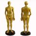 Human TCM Meridian Point Model Acupuncture Female Model Male Model + Hand Model + Foot Model + Ear Model - Buy Online on SooperMarket.com