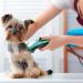 BestBomg Scherklingen for Pets - Rem removable Stainless Steel Ceramic Blades for Easter Animal Clipper & Andis Dog Clippers (6.3mm 5FC) - International Shipping - Buy Online on SooperMarket.com