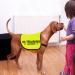 In Training Ignore Dog Jacket Vest Dog In Training Nervous Anxious Dog Slogan Warning Vest (TRAINING IGNORE Large) TRAINING IGNORE L EU - Buy Online on SooperMarket.com