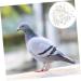 Angoily 300 Pcs Pigeon Anklet Duck Where Clip Chicken Ankle Ring Pigeons Ring Bands Parrot Label Tape Baby 1.3X1.3CMx3pcs Whitex3pcs - Buy Online on SooperMarket.com