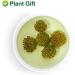 Plant Gift Panax Notoginseng Flower 60G/2.12oz Tienchi Notoginseng Tea Tienchi Ginseng - Buy Online on SooperMarket.com