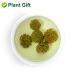 Buy Panax Notoginseng Flower Tea 60G | Premium Tienchi Notoginseng | International Shipping Available - Buy Online on SooperMarket.com