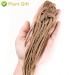 Buy Organic Angelica Root 70g - Dried Cut Root & Tea | Premium Archangelica Officinalis for Herbal Remedies - International Shipping - Buy Online on SooperMarket.com