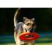 Chuckit! Rugged Flyer Dog Toy - Durable Frisbee for Throw, Fetch, and Tug of War - Buy Online on SooperMarket.com