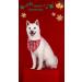Shop Lionet Paws Christmas Dog Bandana - Triangular Headscarf for Small Medium & Large Dogs - Holiday Pet Accessory - 1 Pack - Buy Online on SooperMarket.com