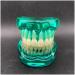 Transparent Dental Model for Adult Dentists | Realistic Teeth & Gums for Teaching & Demonstration - International Shipping - Buy Online on SooperMarket.com