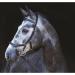 Horseware Rambo Micklem Multibridle 3 in 1 - Customizable Size & Color (Black WB) | International Shipping Available - Buy Online on SooperMarket.com