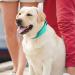 Joytale Reflective Dog Collar - Adjustable & Padded Nylon Collar for Dogs - 12 Colors - Small to Extra Large Sizes - Teal - Buy Online on SooperMarket.com