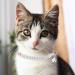 EXPAWLORER Cat Collar Breakaway with Bells - 2 Pack Rhinestone Diamante Collars for Cats and Small Dogs - Adjustable & Safe Velvet Collar in Black + Pink - Buy Online on SooperMarket.com