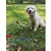 Dog Tie Out Cable and Stake 30ft Outside Dog Leash & Chain for Camping and Yard 16'' Heavy Duty Anti Rust Spiral Stake for Medium-Large Dogs Up to 125 lbs (30FT Blue) - Buy Online on SooperMarket.com