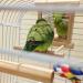 HANZE Bird Mirror and Swing Set for Parrots - Wooden Toy for Macaws, Lovebirds, Cockatiels - 2 Pack - Buy Online on SooperMarket.com