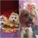 Leeq Dog Hair Grinding Bowknot Rope - 30 pcs Pet Hair Accessories for Long Hair Dogs & Cats - Random Colors - Buy Online on SooperMarket.com