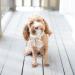 Comfortable Silk Dog Collar with Removable Fly for Small Dogs | Lionet Paws - 25-40cm White - Buy Online on SooperMarket.com