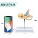 RONTEN Inner Ear Model - 8X Life-Size Medical Anatomy Model - Buy Online on SooperMarket.com