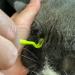 Tick Remover 3pc Tool Set |Tick Removal Tools for Dogs |Tick Remover for Cats | Painlessly Tick removal Tool | Tick Remover for Humans - Buy Online on SooperMarket.com